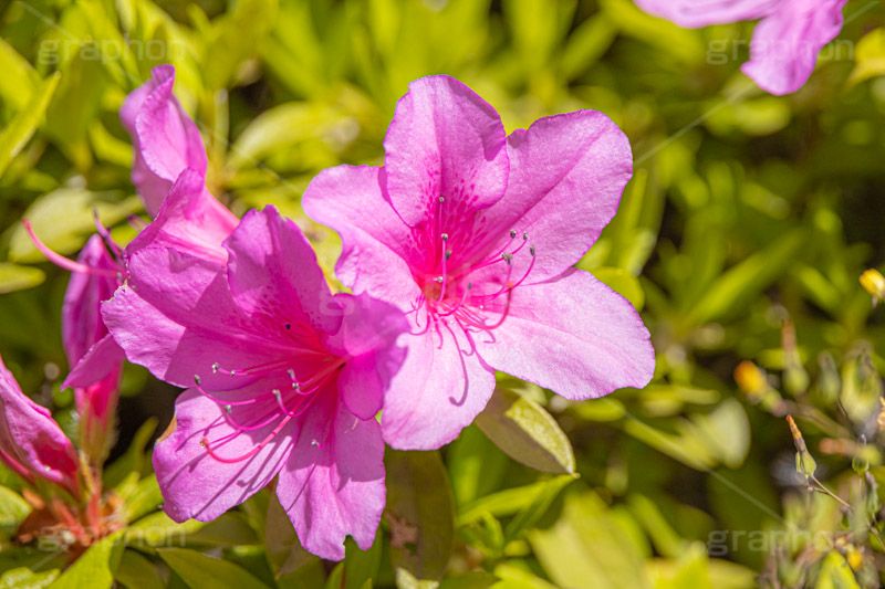 満開のツツジ,ツツジ,花,お花,フラワー,はな,サツキ,シャクナゲ,ツツジ科,咲,春,花弁,綺麗,きれい,キレイ,ピンク,満開,flower,spring,フルサイズ撮影