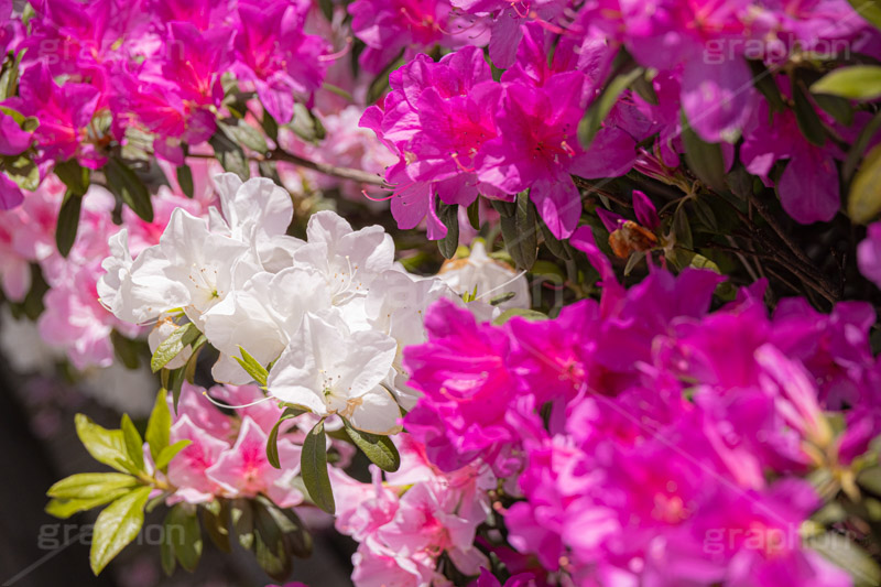 満開のツツジ,ツツジ,花,お花,フラワー,はな,サツキ,シャクナゲ,ツツジ科,咲,春,花弁,綺麗,きれい,キレイ,ピンク,満開,flower,spring,フルサイズ撮影