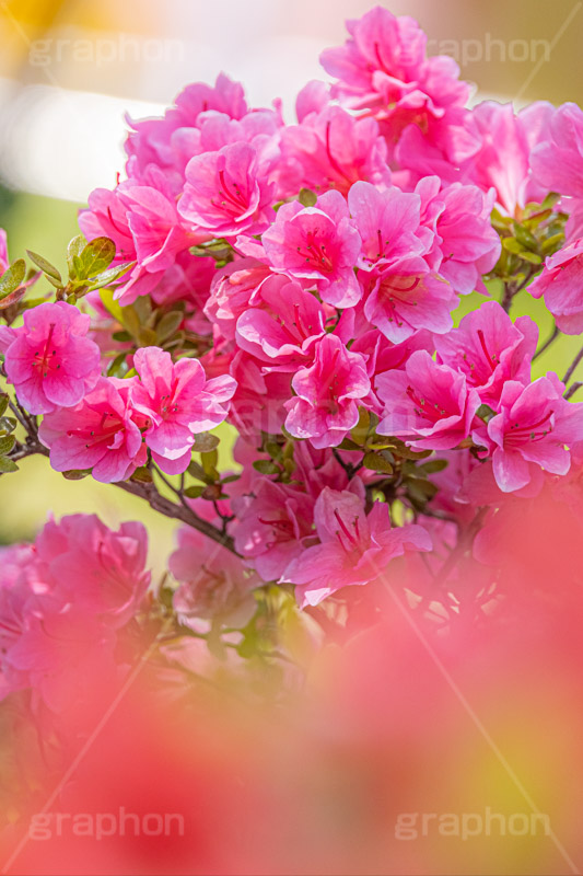 満開のツツジ,ツツジ,花,お花,フラワー,はな,サツキ,シャクナゲ,ツツジ科,咲,春,花弁,綺麗,きれい,キレイ,ピンク,満開,flower,spring,フルサイズ撮影