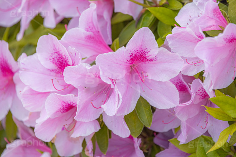 満開のツツジ,ツツジ,花,お花,フラワー,はな,サツキ,シャクナゲ,ツツジ科,咲,春,花弁,綺麗,きれい,キレイ,ピンク,満開,flower,spring,フルサイズ撮影