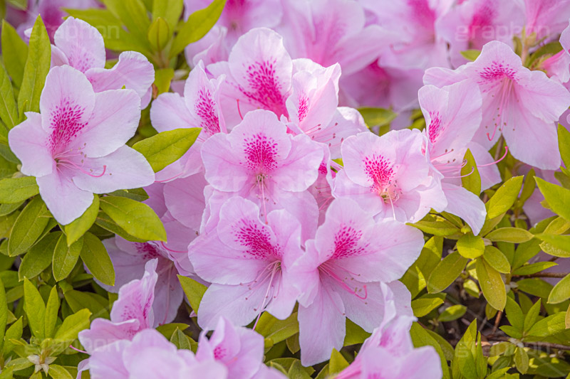 満開のツツジ,ツツジ,花,お花,フラワー,はな,サツキ,シャクナゲ,ツツジ科,咲,春,花弁,綺麗,きれい,キレイ,ピンク,満開,flower,spring,フルサイズ撮影
