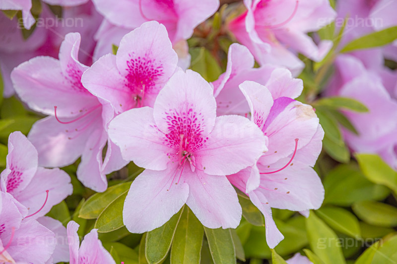 満開のツツジ,ツツジ,花,お花,フラワー,はな,サツキ,シャクナゲ,ツツジ科,咲,春,花弁,綺麗,きれい,キレイ,ピンク,満開,flower,spring,フルサイズ撮影