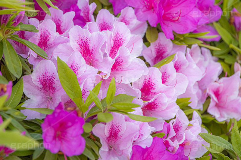 満開のツツジ,ツツジ,花,お花,フラワー,はな,サツキ,シャクナゲ,ツツジ科,咲,春,花弁,綺麗,きれい,キレイ,ピンク,満開,flower,spring,フルサイズ撮影