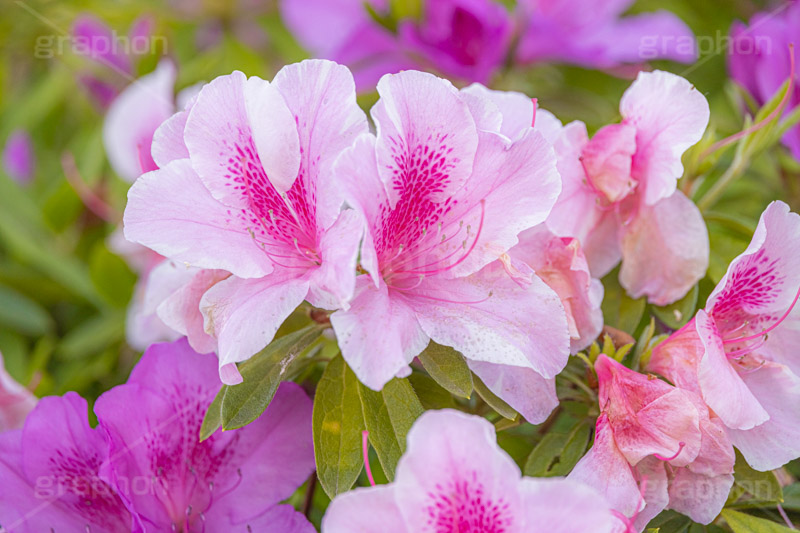 満開のツツジ,ツツジ,花,お花,フラワー,はな,サツキ,シャクナゲ,ツツジ科,咲,春,花弁,綺麗,きれい,キレイ,ピンク,満開,flower,spring,フルサイズ撮影