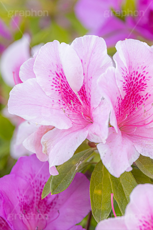 満開のツツジ,ツツジ,花,お花,フラワー,はな,サツキ,シャクナゲ,ツツジ科,咲,春,花弁,綺麗,きれい,キレイ,ピンク,満開,flower,spring,フルサイズ撮影