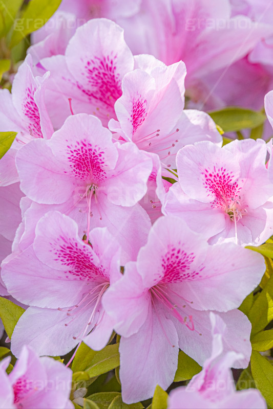 満開のツツジ,ツツジ,花,お花,フラワー,はな,サツキ,シャクナゲ,ツツジ科,咲,春,花弁,綺麗,きれい,キレイ,ピンク,満開,flower,spring,フルサイズ撮影