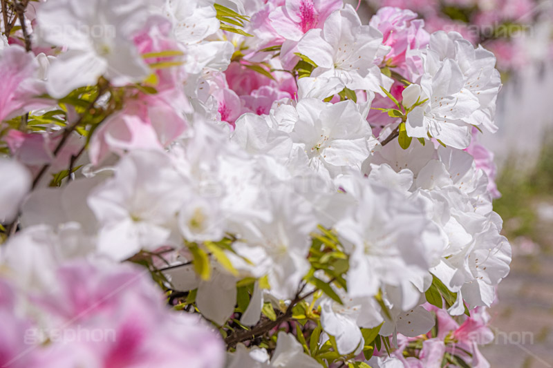 満開のツツジ,ツツジ,花,お花,フラワー,はな,サツキ,シャクナゲ,ツツジ科,咲,春,花弁,綺麗,きれい,キレイ,ピンク,満開,flower,spring,フルサイズ撮影
