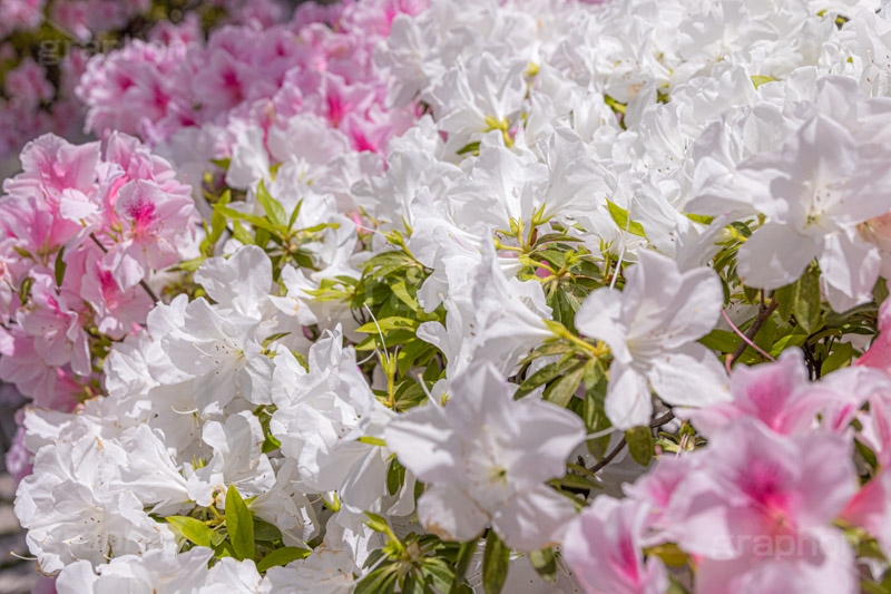 満開のツツジ,ツツジ,花,お花,フラワー,はな,サツキ,シャクナゲ,ツツジ科,咲,春,花弁,綺麗,きれい,キレイ,ピンク,満開,flower,spring,フルサイズ撮影