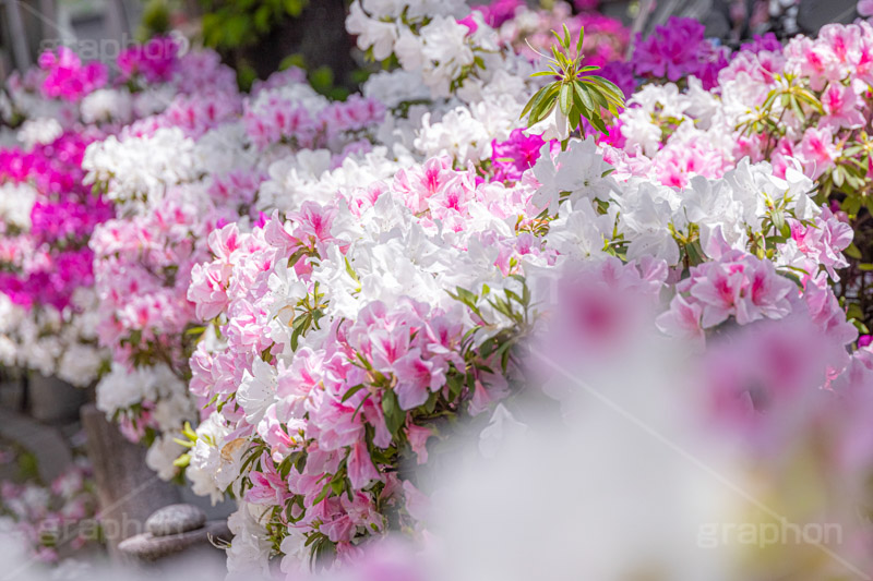 満開のツツジ,ツツジ,花,お花,フラワー,はな,サツキ,シャクナゲ,ツツジ科,咲,春,花弁,綺麗,きれい,キレイ,ピンク,満開,flower,spring,フルサイズ撮影