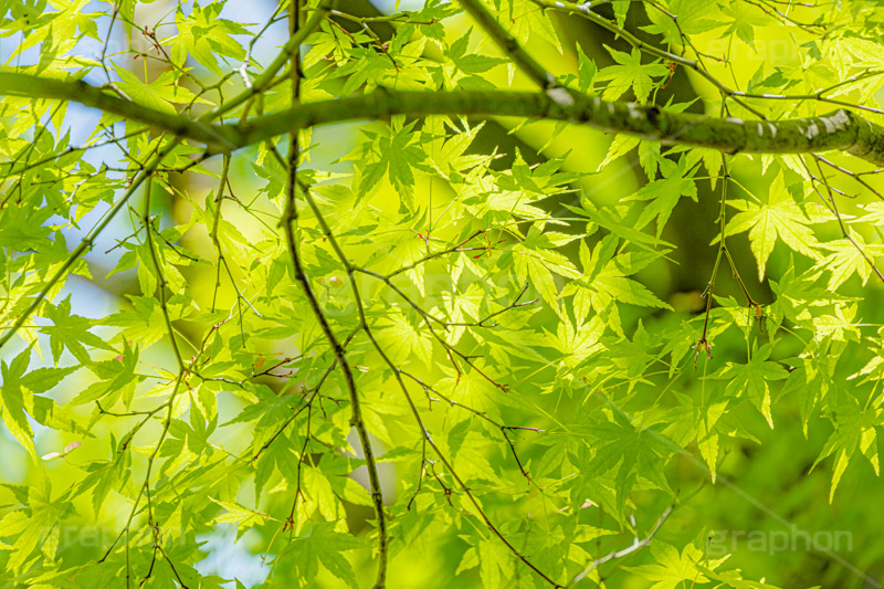 新緑の楓,楓,かえで,カエデ,新緑,草木,自然,青々,緑,葉,公園,初夏,立秋,park,natural,leaf,フルサイズ撮影