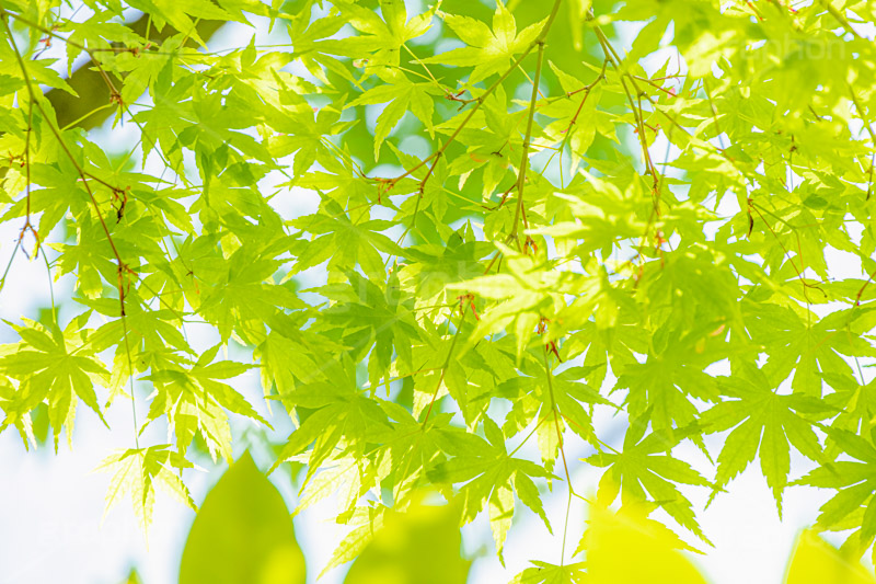 新緑の楓,楓,かえで,カエデ,新緑,草木,自然,青々,緑,葉,公園,初夏,立秋,park,natural,leaf,フルサイズ撮影