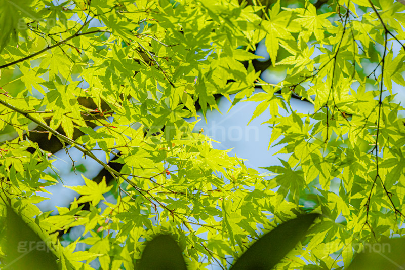 新緑の楓,楓,かえで,カエデ,新緑,草木,自然,青々,緑,葉,公園,初夏,立秋,park,natural,leaf,フルサイズ撮影