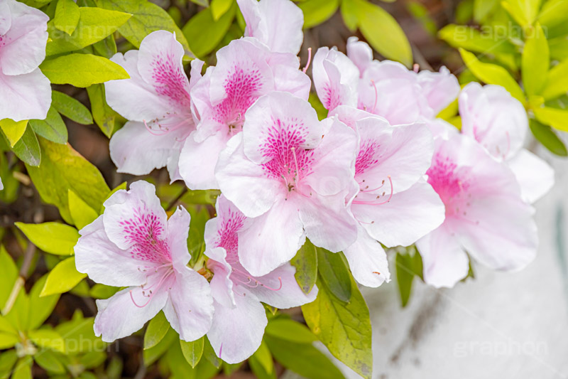 ツツジ,花,お花,フラワー,はな,サツキ,シャクナゲ,ツツジ科,咲,春,花弁,綺麗,きれい,キレイ,ピンク,flower,spring,フルサイズ撮影