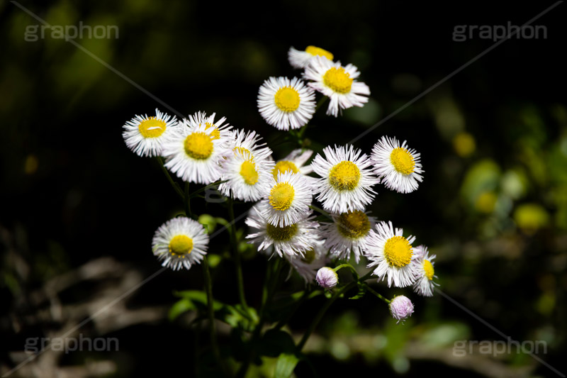 ヒメジョオン,白い,ホワイト,花,お花,フラワー,はな,キク科,越年草,咲,春,花弁,綺麗,きれい,キレイ,ハルジオン,white,flower,spring,フルサイズ撮影