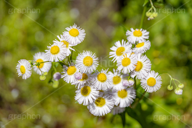 ヒメジョオン,白い,ホワイト,花,お花,フラワー,はな,キク科,越年草,咲,春,花弁,綺麗,きれい,キレイ,ハルジオン,white,flower,spring,フルサイズ撮影