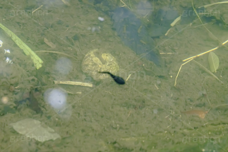 オタマジャクシ,おたまじゃくし,かえる,カエル,小川,泳ぐ,spring,フルサイズ撮影