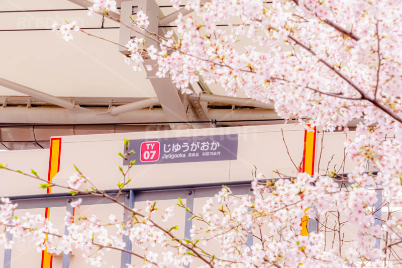 春の自由が丘駅,春,桜,サクラ,さくら,自由が丘駅,自由が丘,駅,東急電鉄,東京,目黒区,駅舎,東横線,駅名,看板,標示,japan,tokyo