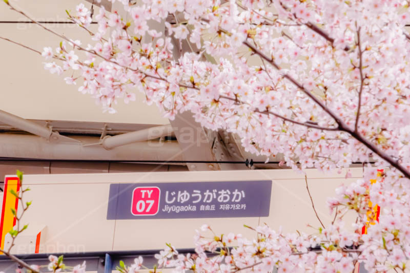 春の自由が丘駅,春,桜,サクラ,さくら,自由が丘駅,自由が丘,駅,東急電鉄,東京,目黒区,駅舎,東横線,駅名,看板,標示,japan,tokyo
