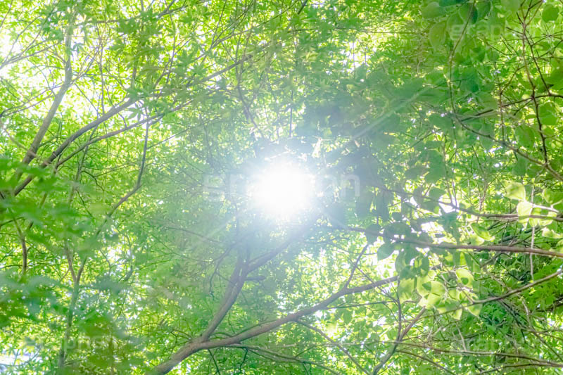 新緑の楓,楓,かえで,カエデ,新緑,草木,自然,青々,緑,葉,公園,初夏,立秋,青空,park,natural,leaf