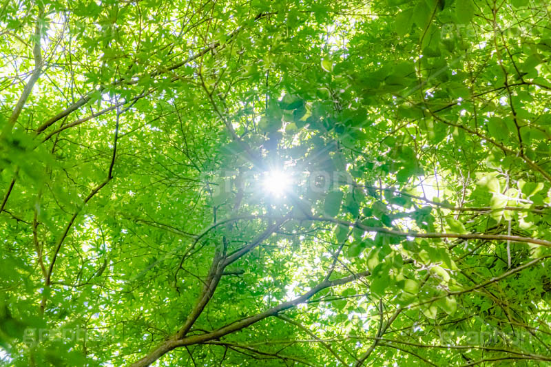 新緑の楓,楓,かえで,カエデ,新緑,草木,自然,青々,緑,葉,公園,初夏,立秋,青空,park,natural,leaf
