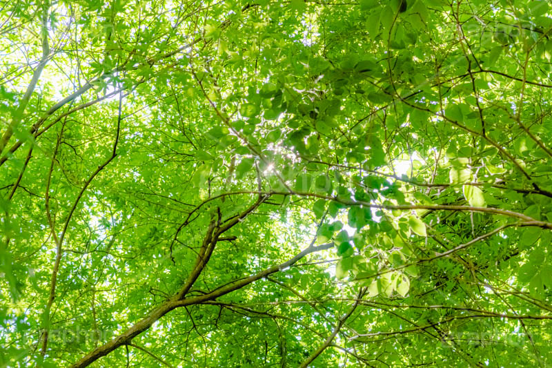 新緑の楓,楓,かえで,カエデ,新緑,草木,自然,青々,緑,葉,公園,初夏,立秋,青空,park,natural,leaf