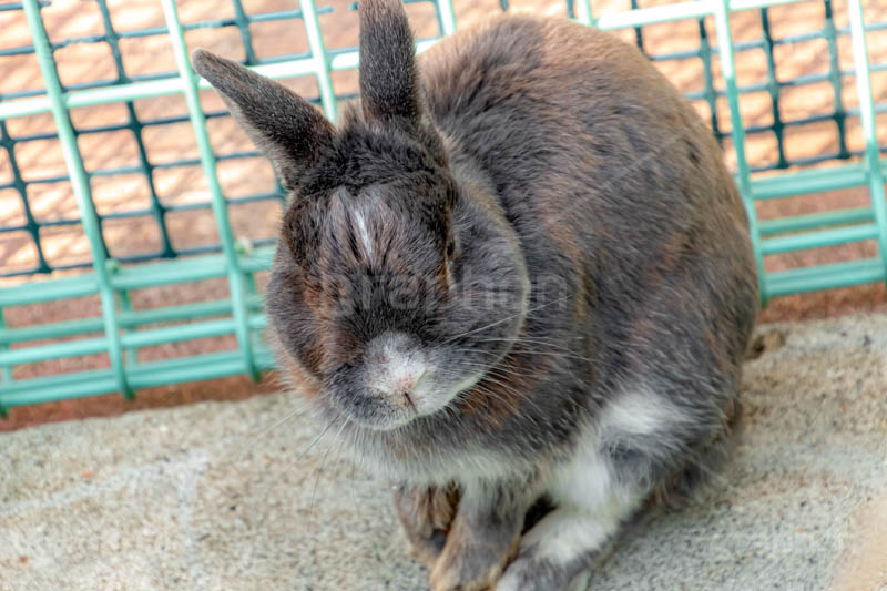 うさぎ,ウサギ,兎,兔,ラビット,飼う,イースター,バニー,ペット,飼育,小動物,動物園,rabbit,easter,bunny,pet