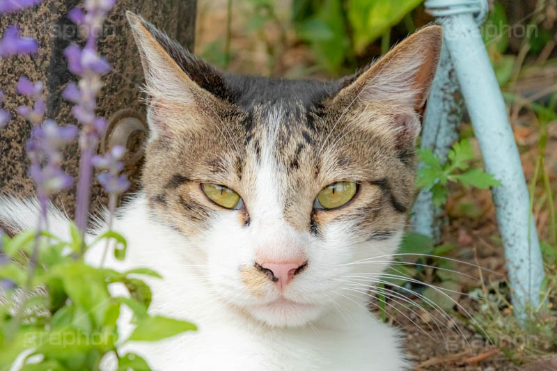 野良猫,のら,野良,ねこ,猫,ネコ,鋭い,睨む,目つき,cat
