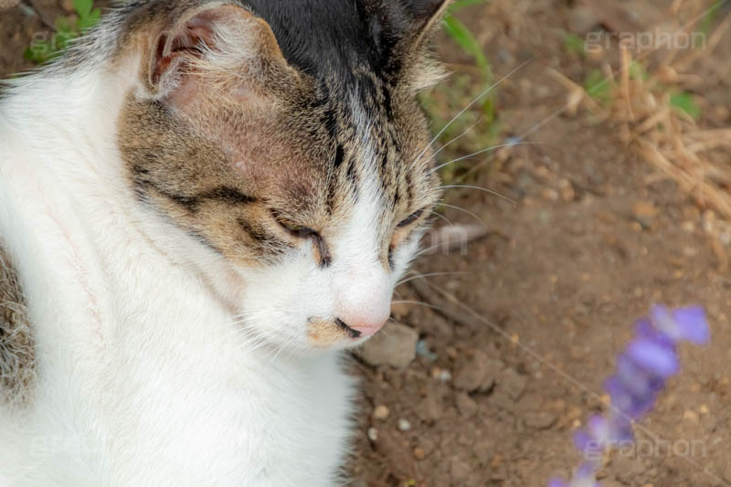 昼寝,野良猫,のら,野良,ねこ,猫,ネコ,居眠り,寝落ち,うとうと,ウトウト,cat