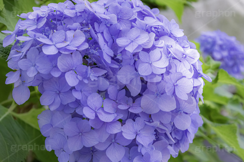 アジサイ,あじさい,アナベル,紫陽花,梅雨,つゆ,ホンアジサイ,季語,花,フラワー,6月,flower