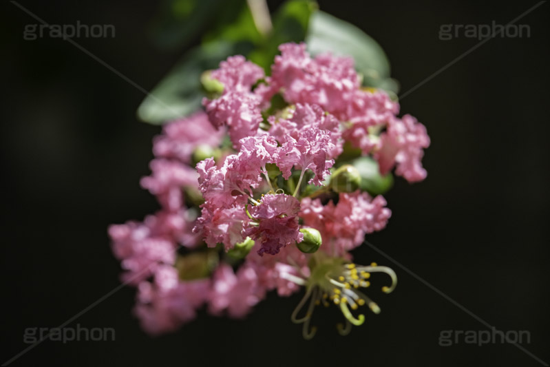 サルスベリ,ヒャクジツコウ,百日紅,広葉樹,花木,花,果実,木の実,フラワー,flower,フルサイズ撮影