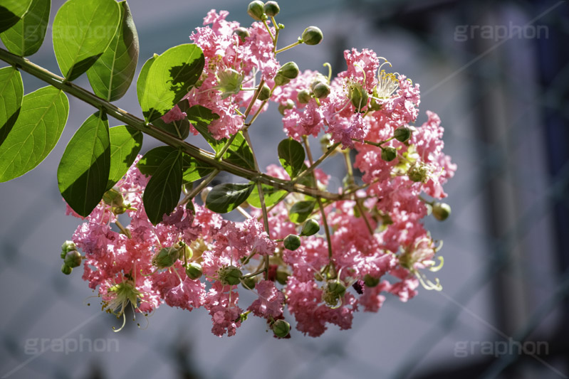サルスベリ,ヒャクジツコウ,百日紅,広葉樹,花木,花,果実,木の実,フラワー,flower,フルサイズ撮影