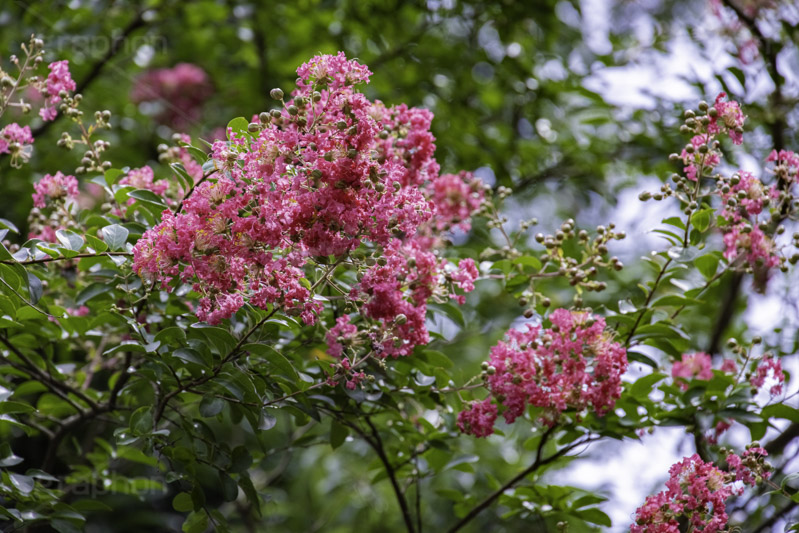 サルスベリ,ヒャクジツコウ,百日紅,広葉樹,花木,花,果実,木の実,フラワー,flower,フルサイズ撮影
