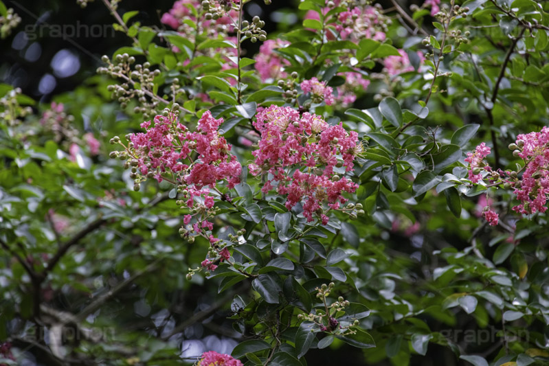 サルスベリ,ヒャクジツコウ,百日紅,広葉樹,花木,花,果実,木の実,フラワー,flower,フルサイズ撮影