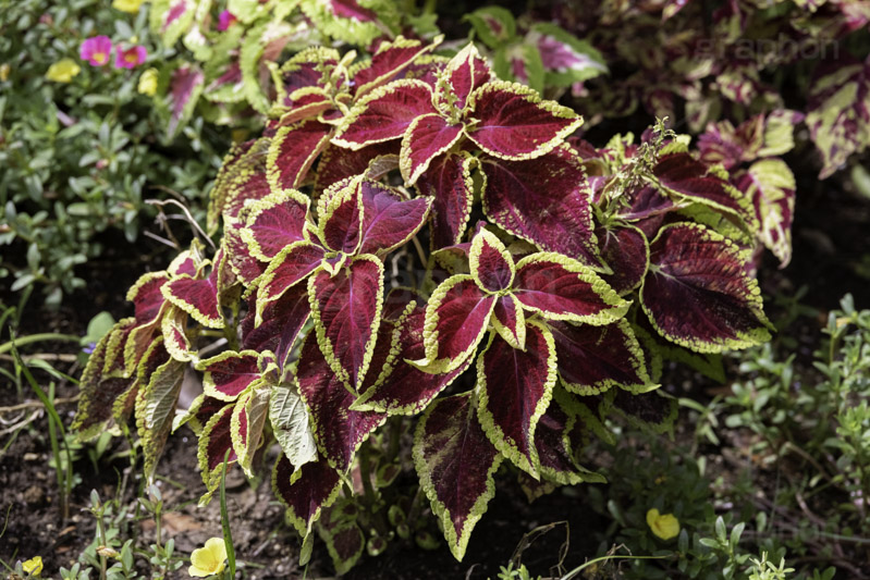 コリウス,ニシキジソ,錦紫蘇,観葉植物,シソ科,熱帯,草花,フルサイズ撮影