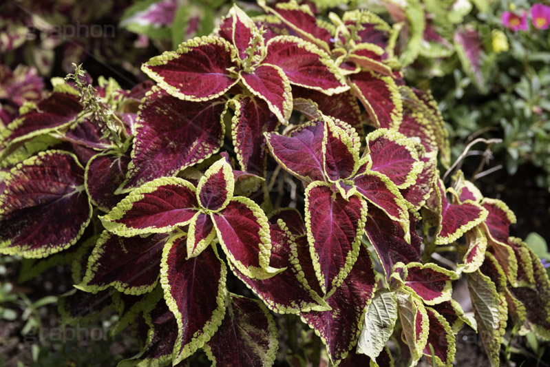 コリウス,ニシキジソ,錦紫蘇,観葉植物,シソ科,熱帯,草花,フルサイズ撮影