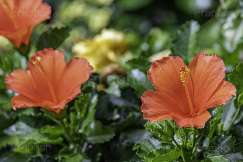 ハイビスカス,ブッソウゲ,仏桑花,赤花,低木,アオイ科,熱帯,南国,夏,サマー,フラワー,flower,summer,フルサイズ撮影