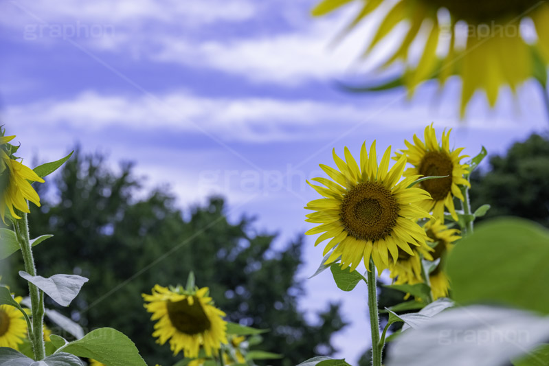 向日葵と青空,青空,夏空,ひまわり畑,ヒマワリ畑,ひまわり,ヒマワリ,向日葵,花,お花,フラワー,はな,花畑,キレイ,きれい,綺麗,満開,咲,咲いた,さいた,黄色,日回り,ニチリンソウ,日輪草,ヒグルマ,日車,ヒュウガアオイ,夏の季語,季語,夏,サマー,summer,sunflower,flower,フルサイズ撮影