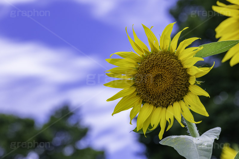 向日葵と青空,青空,夏空,ひまわり畑,ヒマワリ畑,ひまわり,ヒマワリ,向日葵,花,お花,フラワー,はな,花畑,キレイ,きれい,綺麗,満開,咲,咲いた,さいた,黄色,日回り,ニチリンソウ,日輪草,ヒグルマ,日車,ヒュウガアオイ,夏の季語,季語,夏,サマー,summer,sunflower,flower,フルサイズ撮影