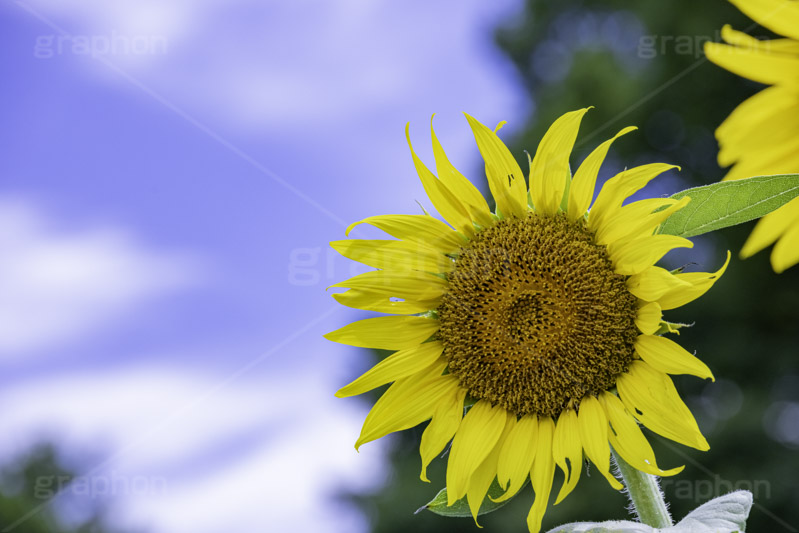 向日葵と青空,青空,夏空,ひまわり畑,ヒマワリ畑,ひまわり,ヒマワリ,向日葵,花,お花,フラワー,はな,花畑,キレイ,きれい,綺麗,満開,咲,咲いた,さいた,黄色,日回り,ニチリンソウ,日輪草,ヒグルマ,日車,ヒュウガアオイ,夏の季語,季語,夏,サマー,summer,sunflower,flower,フルサイズ撮影