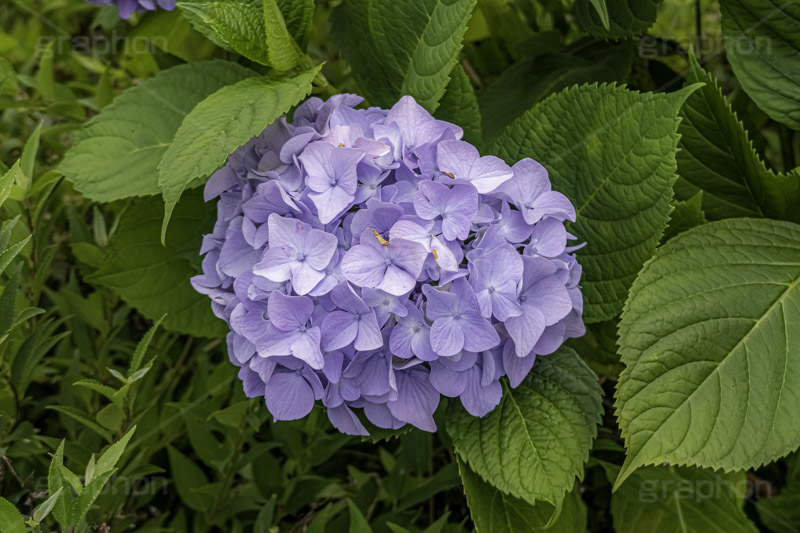 アジサイ,あじさい,アナベル,紫陽花,梅雨,つゆ,ホンアジサイ,季語,花,フラワー,6月,flower