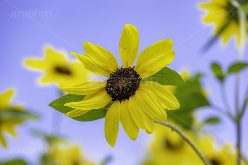 サンフィニティ,ひまわり畑,ヒマワリ畑,ひまわり,ヒマワリ,向日葵,花,お花,フラワー,はな,花畑,キレイ,きれい,綺麗,満開,咲,咲いた,さいた,黄色,日回り,ニチリンソウ,日輪草,ヒグルマ,日車,ヒュウガアオイ,夏の季語,季語,夏,サマー,summer,sunflower,flower,フルサイズ撮影