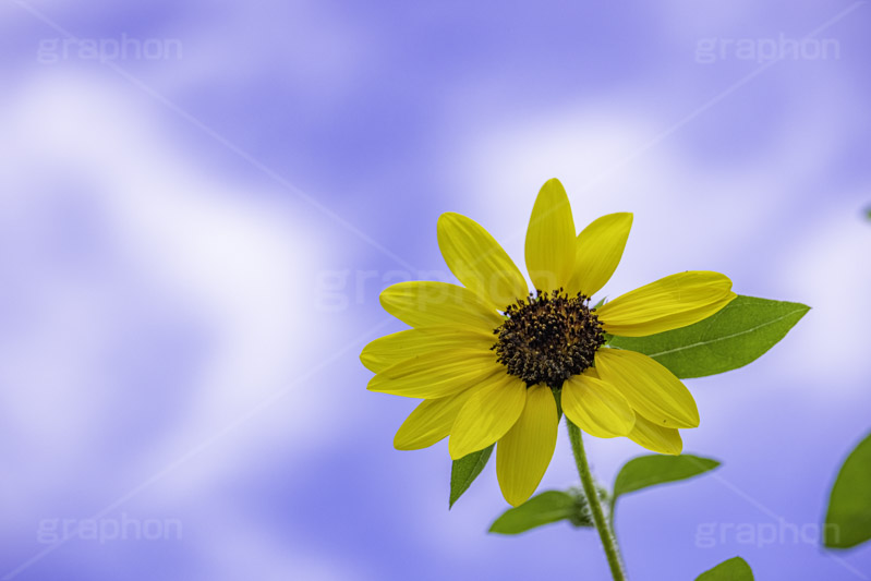 サンフィニティ,ひまわり畑,ヒマワリ畑,ひまわり,ヒマワリ,向日葵,花,お花,フラワー,はな,花畑,キレイ,きれい,綺麗,満開,咲,咲いた,さいた,黄色,日回り,ニチリンソウ,日輪草,ヒグルマ,日車,ヒュウガアオイ,夏の季語,季語,夏,サマー,summer,sunflower,flower,フルサイズ撮影