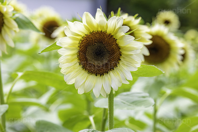 プロカットホワイトナイト,ひまわり畑,ヒマワリ畑,ひまわり,ヒマワリ,向日葵,花,お花,フラワー,はな,花畑,キレイ,きれい,綺麗,満開,咲,咲いた,さいた,黄色,日回り,ニチリンソウ,日輪草,ヒグルマ,日車,ヒュウガアオイ,夏の季語,季語,夏,サマー,summer,sunflower,flower,フルサイズ撮影