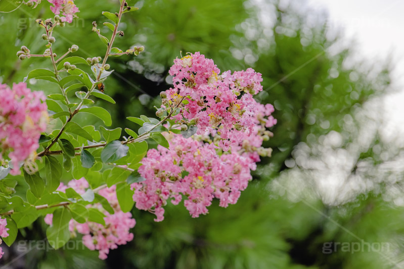 サルスベリ,ヒャクジツコウ,百日紅,広葉樹,花木,花,果実,木の実,フラワー,flower,フルサイズ撮影