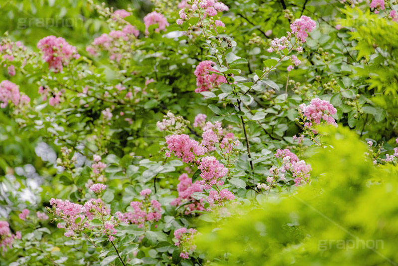 サルスベリ,ヒャクジツコウ,百日紅,広葉樹,花木,花,果実,木の実,フラワー,flower,フルサイズ撮影