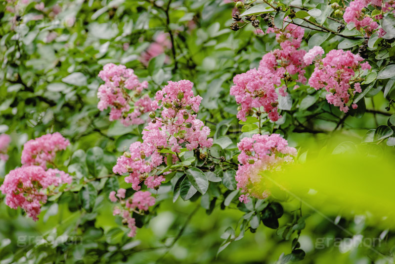 サルスベリ,ヒャクジツコウ,百日紅,広葉樹,花木,花,果実,木の実,フラワー,flower,フルサイズ撮影