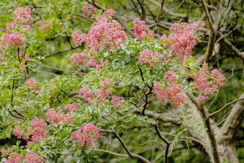 サルスベリ,ヒャクジツコウ,百日紅,広葉樹,花木,花,果実,木の実,フラワー,flower,フルサイズ撮影