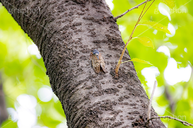 アブラゼミ,セミ,せみ,蝉,油蝉,虫,昆虫,鳴く,夏休み,夏,風物詩,季節感,サマー,summer,フルサイズ撮影