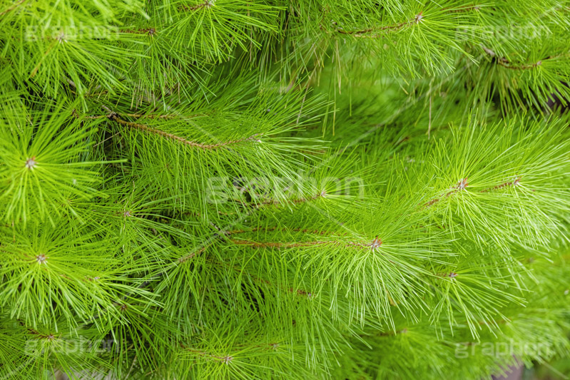松の木,松,まつ,マツ,針葉樹,樹木,自然,草木,植物,冬芽,pinus,フルサイズ撮影
