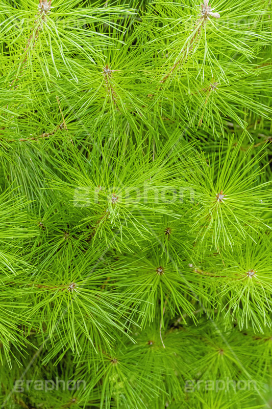 松の木,松,まつ,マツ,針葉樹,樹木,自然,草木,植物,冬芽,pinus,フルサイズ撮影